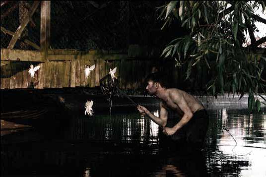 Mat Collishaw, Catching Fairies 4, 1996